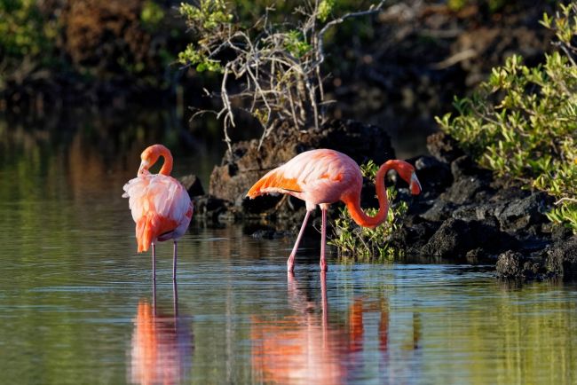 Flamingos auf Isabela