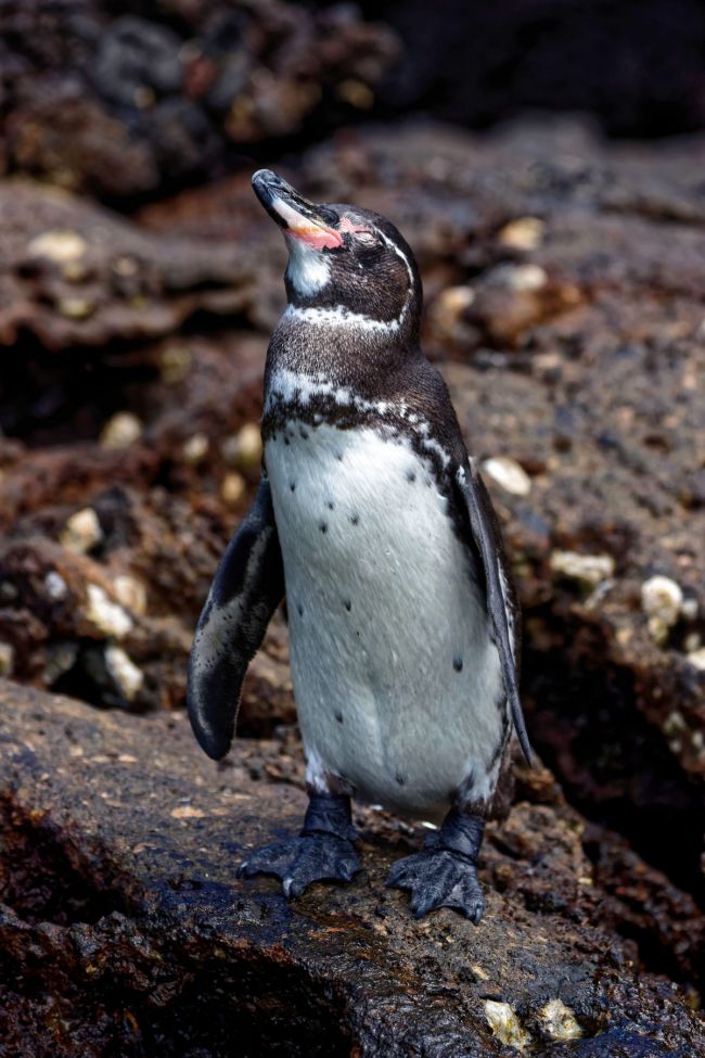 Galapagos Pinguin auf Bartolomé