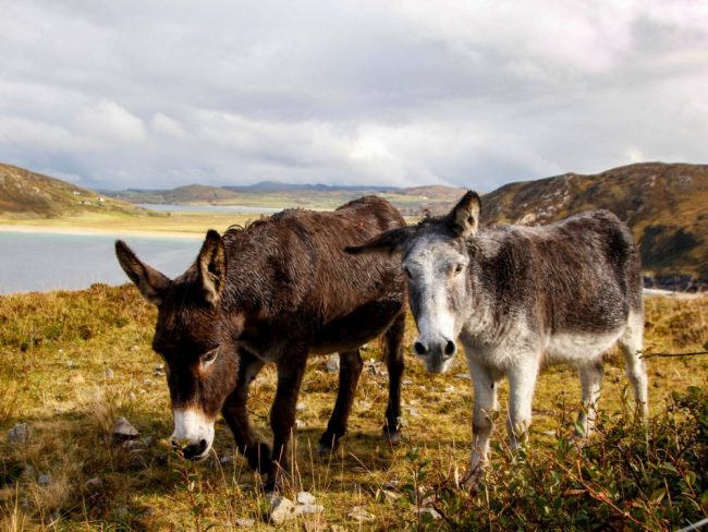 Blick auf Tranarossan Beach, Halbinsel Rosguill, County Donegal