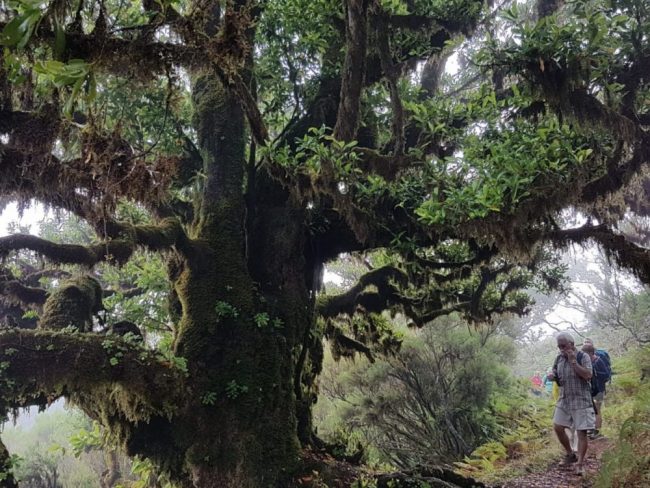 Terrassenlandschaft bei Faj&atilde; do Penedo