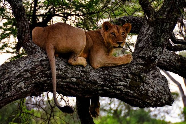 Die Massai leben noch heute in traditionellen D&ouml;rfern