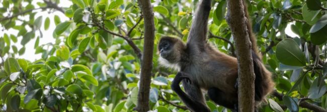 Costa Rica, Vulkan Arenal, Heisse Quellen