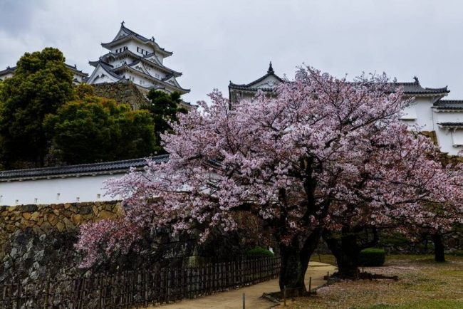 Eine typische Szene zur Kirschbl&uuml;te