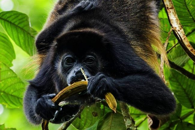 Strandimpressionen im Nationalpark Manuel Antonio