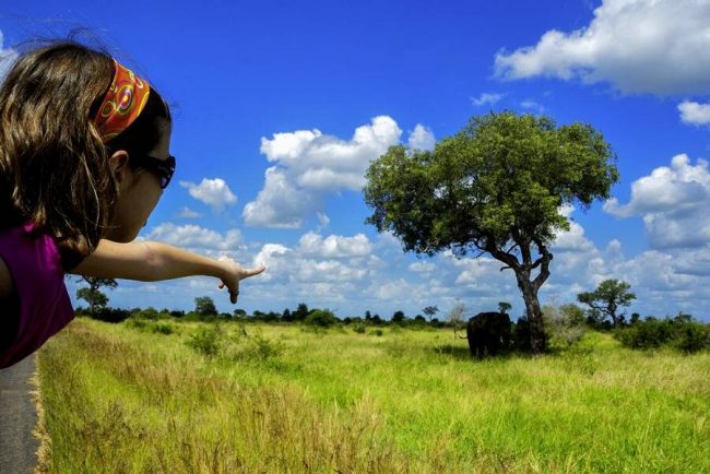 Elefanten im Kr&uuml;ger-Nationalpark