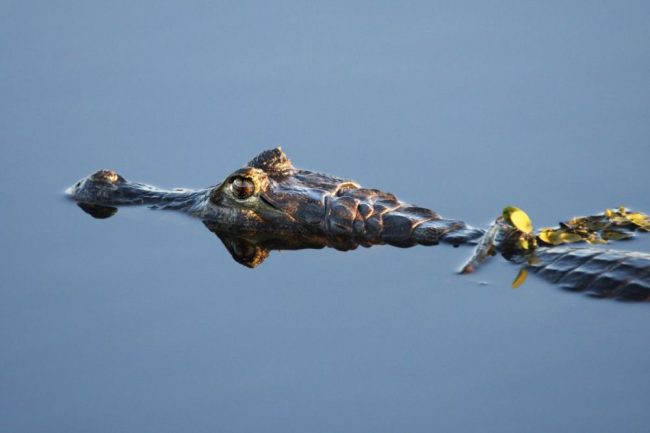 Brasilianische M&auml;dchen am Ipanema-Strand in Rio de Janeiro