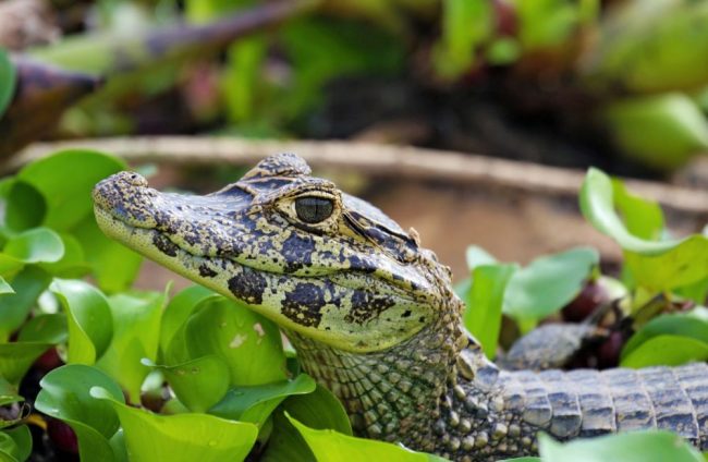Kaiman auf der Pirsch