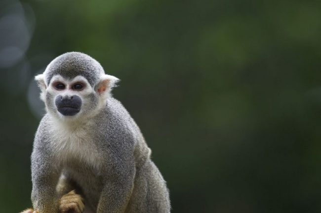 Totenkopf&auml;ffchen im Amazonasgebiet