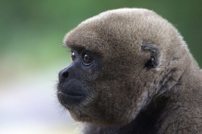 Wollaffe im Amazonas
