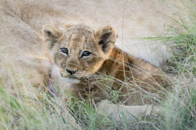 Drei Monate altes L&ouml;wenbaby, Khwai