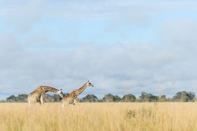 Giraffen unterwegs in den Weiten der Savuti-Marschen