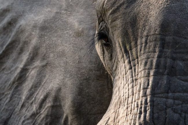 Elefantenportr&auml;t auf dem Weg von Khwai nach Xakanaxa