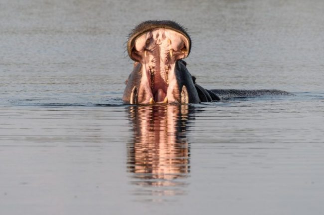 Gro&szlig;maul: Flusspferd, Khwai