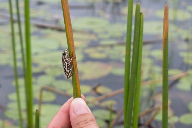 Kleiner Frosch im Okavango Delta