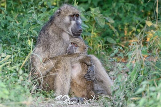 Bei Mama sicher geborgen: Paviane in Khwai