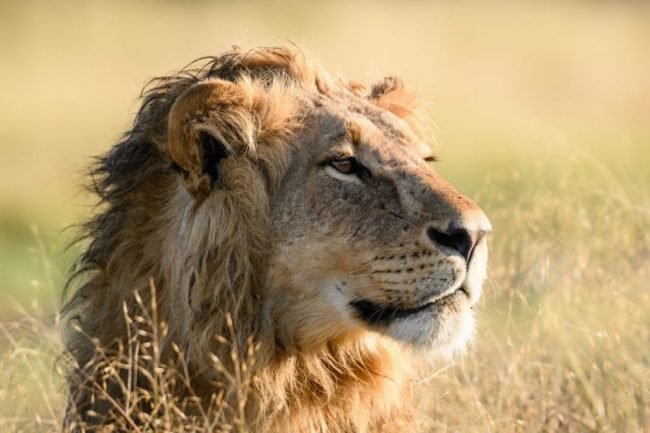 L&ouml;wenm&auml;nnchen, sich einen &Uuml;berblick verschaffend