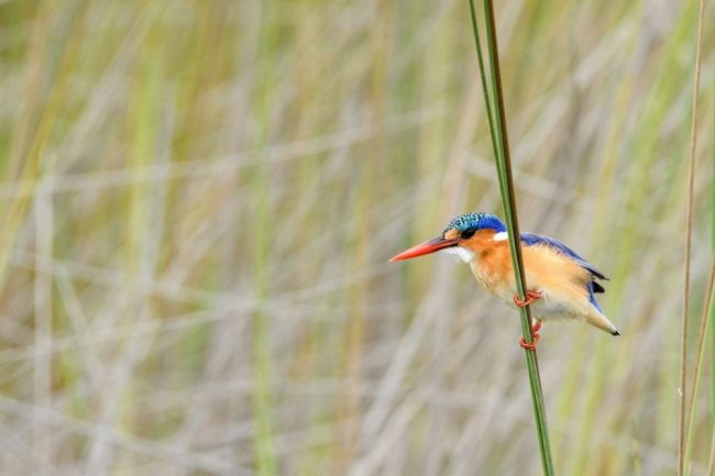 Zwerg-Haubenfischer oder Malachit-Eisvogel, Xakanaxa