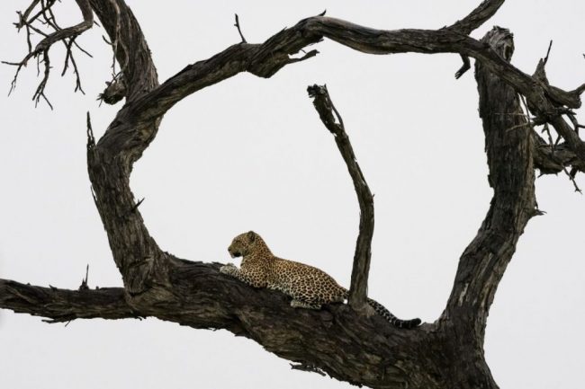 Baumskulptur mit Leopard, Savuti