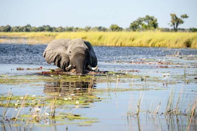Vom Boot aus ergeben sich besondere Perspektiven, Moremi