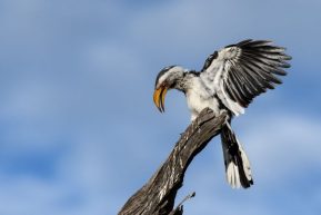 Gelbschnabeltoko in Balzstimmung, Savuti