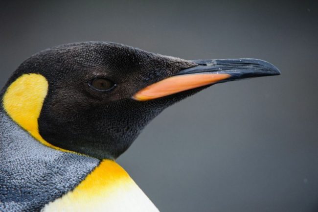 K&ouml;nigspinguin, S&uuml;dgeorgien