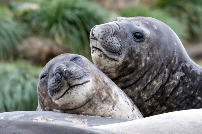 See-Elefanten, Gold Harbour, S&uuml;dgeorgien