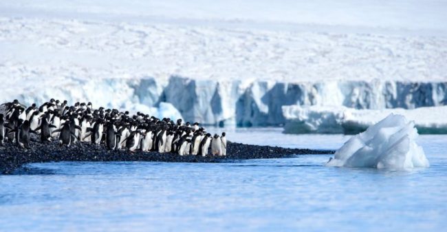 Pinguine, Brown Bluff, Antarktische Halbinsel