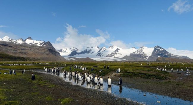 Albatros, bereit zum Abflug