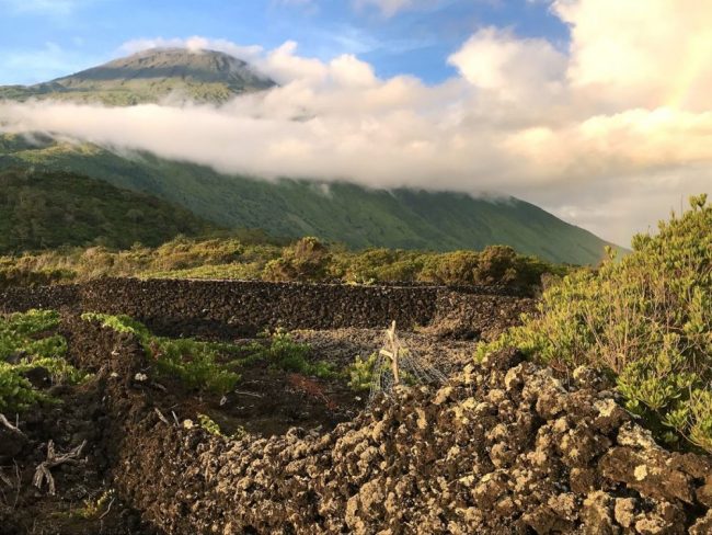 Die traditionellen Weinfelder Picos