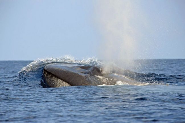 Walbeobachtung von Pico aus