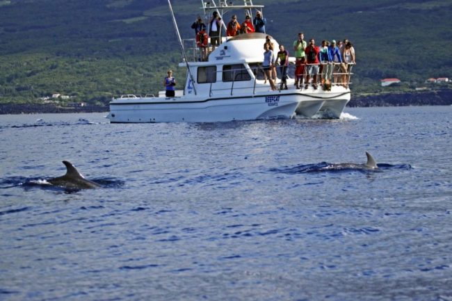 Walbeobachtung mit kleinen Booten