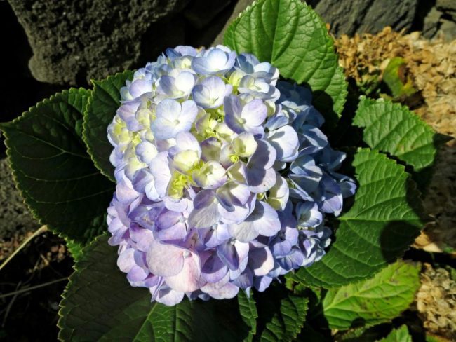 Hortensien im Sonnenschein