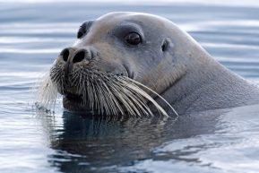 Bartrobbe &ndash; aus dem Zodiac fotografiert