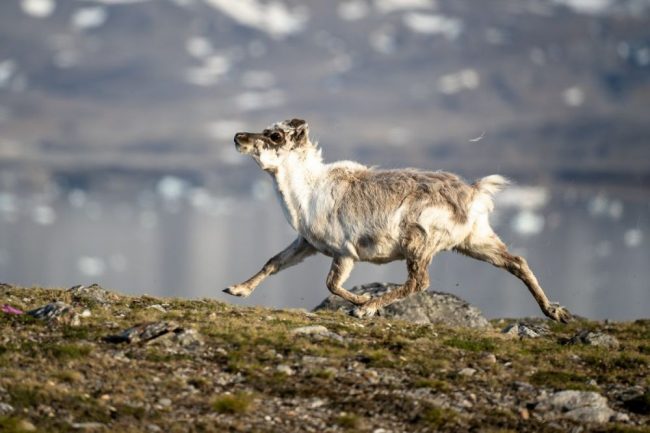 Rentier in der N&auml;he von Ny-London