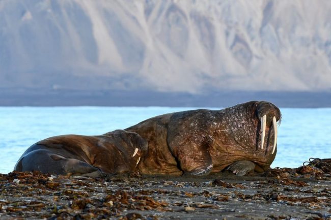 Walrosse, Poolepynten