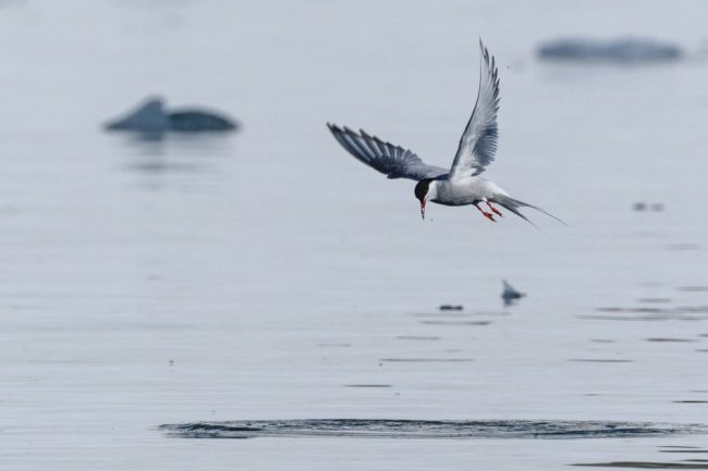 K&uuml;stenseeeschwalbe