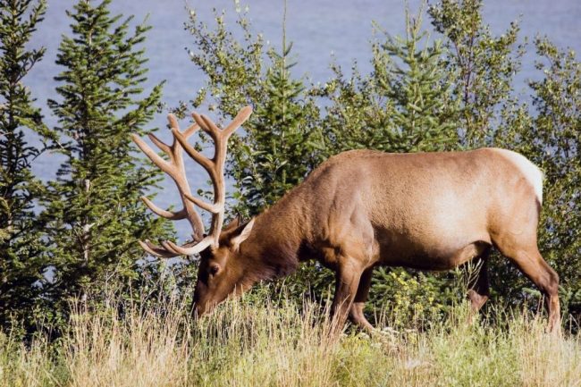 Pr&auml;chtiger Hirsch