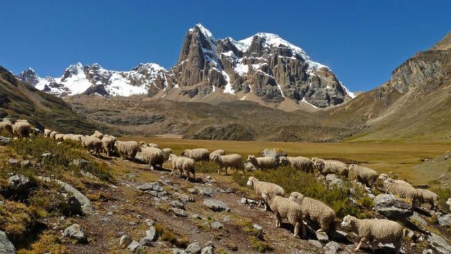 Trekking in der Cordillera Huayhuash