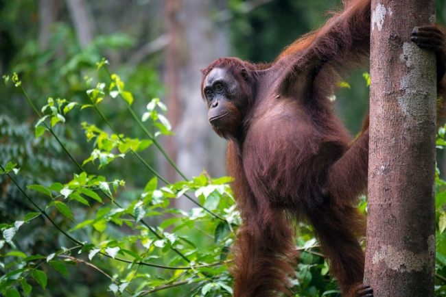 Orang-Utan-Weibchen im Tanjung-Puting-Nationalpark
