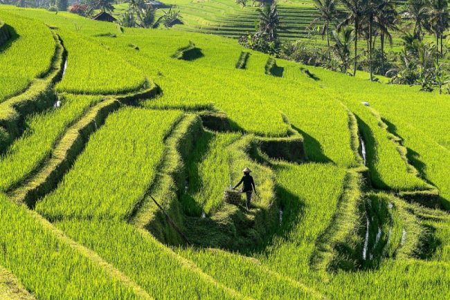Reisterrassen von Jatiluwih
