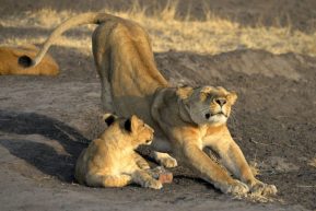 L&ouml;wenweibchen mit Nachwuchs