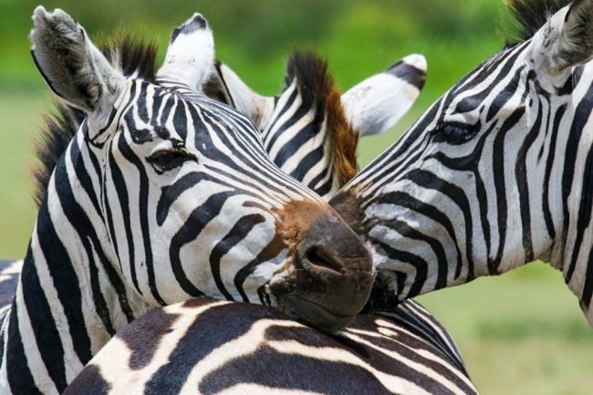 Zebras in Nahaufnahme