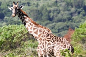 Zimmer im Spice Island Resort