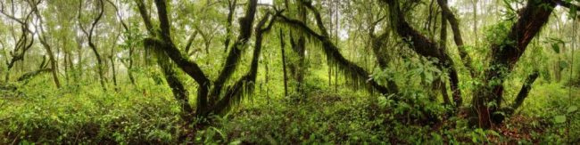 Trinkender L&ouml;we