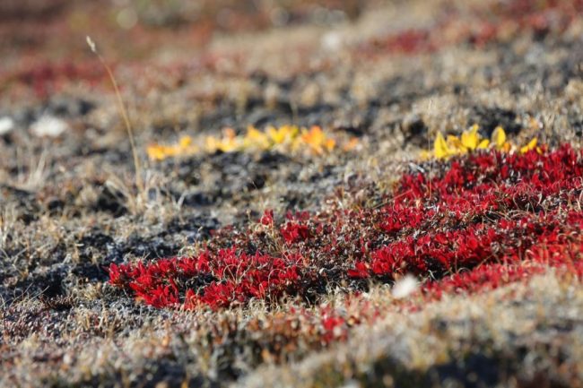 Herbstfarben in der Tundra Gr&ouml;nlands