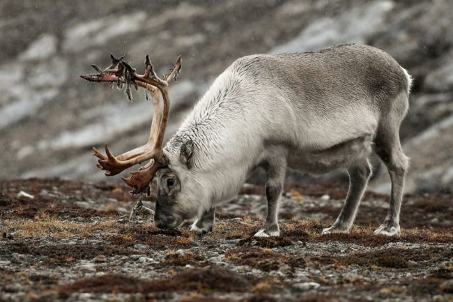 Spitzbergen-Rentier
