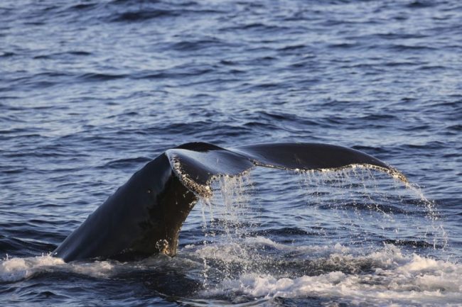 Walbeobachtung in der D&auml;nemarkstra&szlig;e