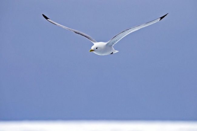 Zank auf der Eisscholle