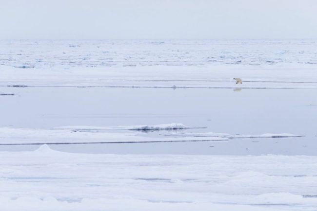 Gletscherfront im Raudfjord
