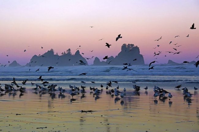 Point of the Arches, K&uuml;ste der Olympic-Halbinsel, Washington State